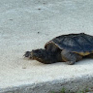 Meet your Posher, Haylee